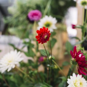 plantas para cultivar o ano todo